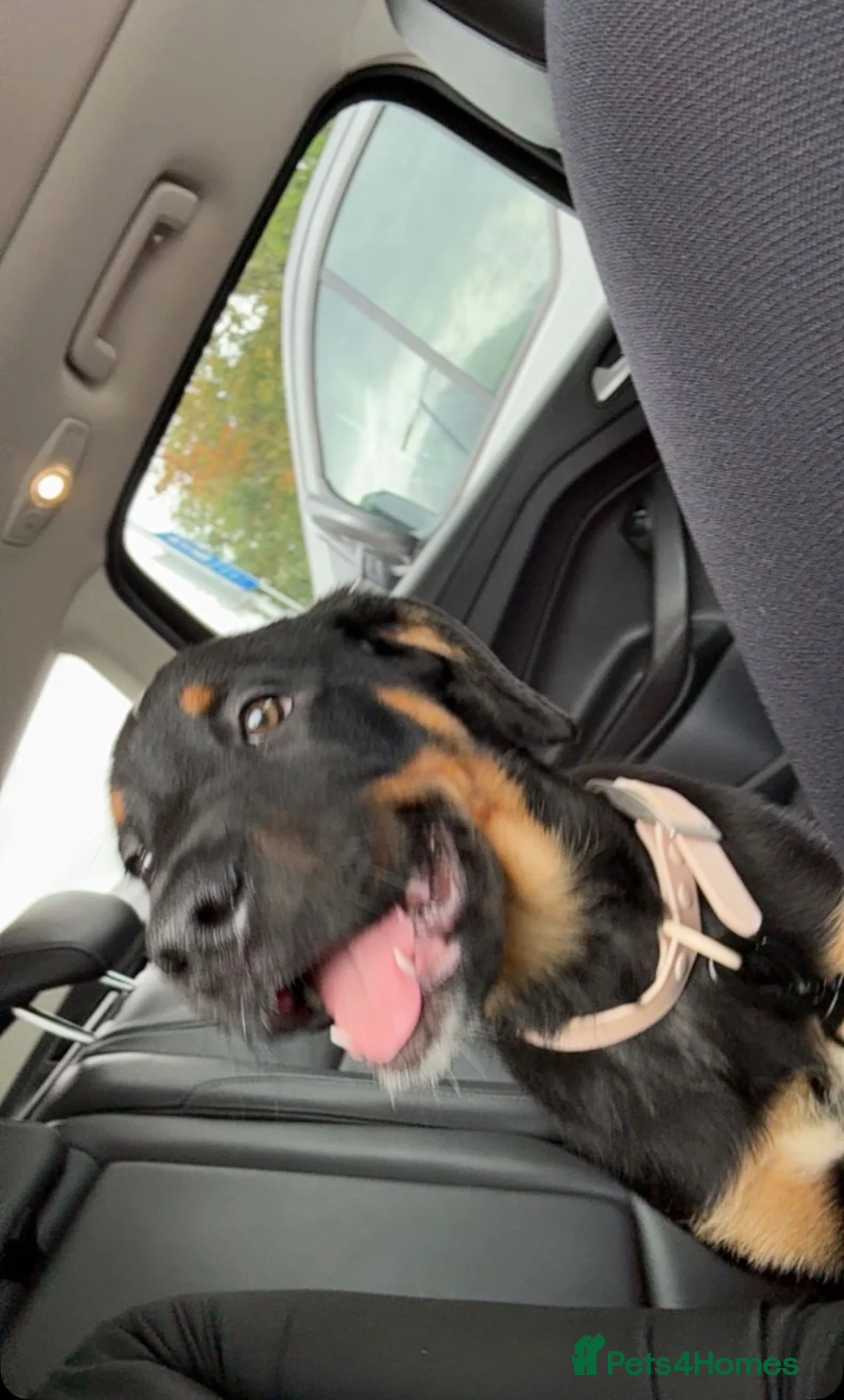 Rottweiler dogs for sale: Rottweiler Puppy  - Advert 2