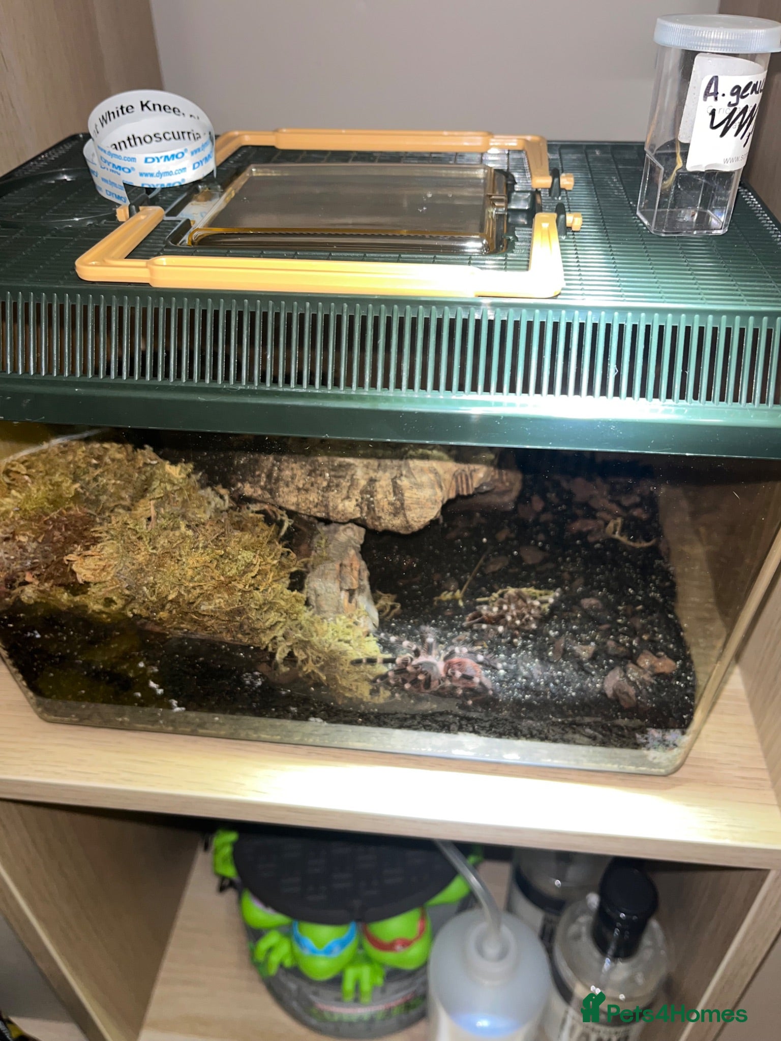 Tarantulas invertebrates 13 tarantulas and enclosures  - Advert 21