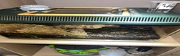 Tarantulas invertebrates for sale: 13 tarantulas and enclosures  in Manchester - Advert 14