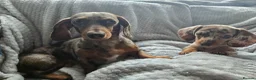 Miniature Dachshund dogs for sale: Only 2 left! Miniature Dachshund Puppies - Advert 13