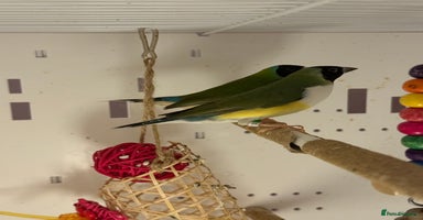 Finches birds - Advert 4