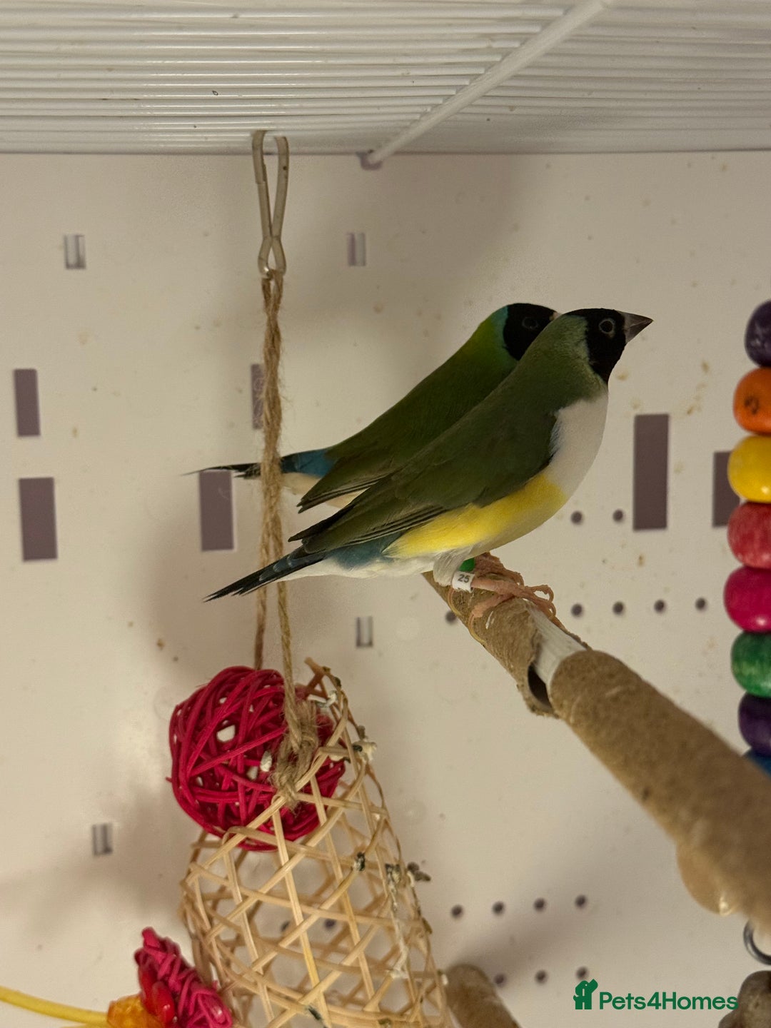 Finches birds for sale: gouildan finches available Runcorn  - Image 3