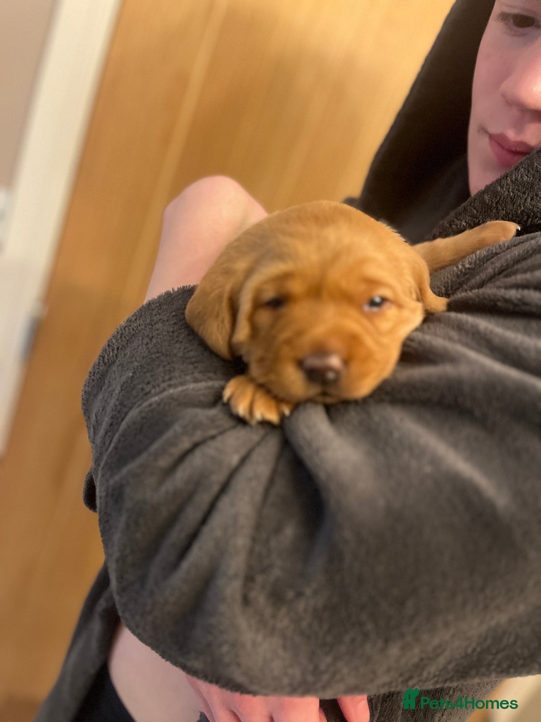 Labrador Retriever dogs for sale: KC Fox Red labradors - Advert 17