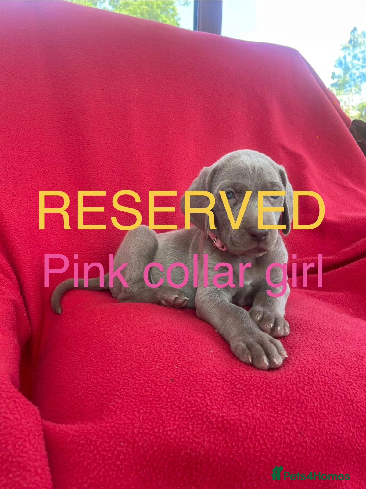 Weimaraner dogs KC Registered Weimaraner puppies for sale - Advert 2