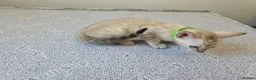 Bengal cats for sale: Snow bengal tica active - Advert 17