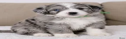 Australian Shepherd dogs for sale: Aussiedoodle puppies F1 health tested parents  - Advert 31