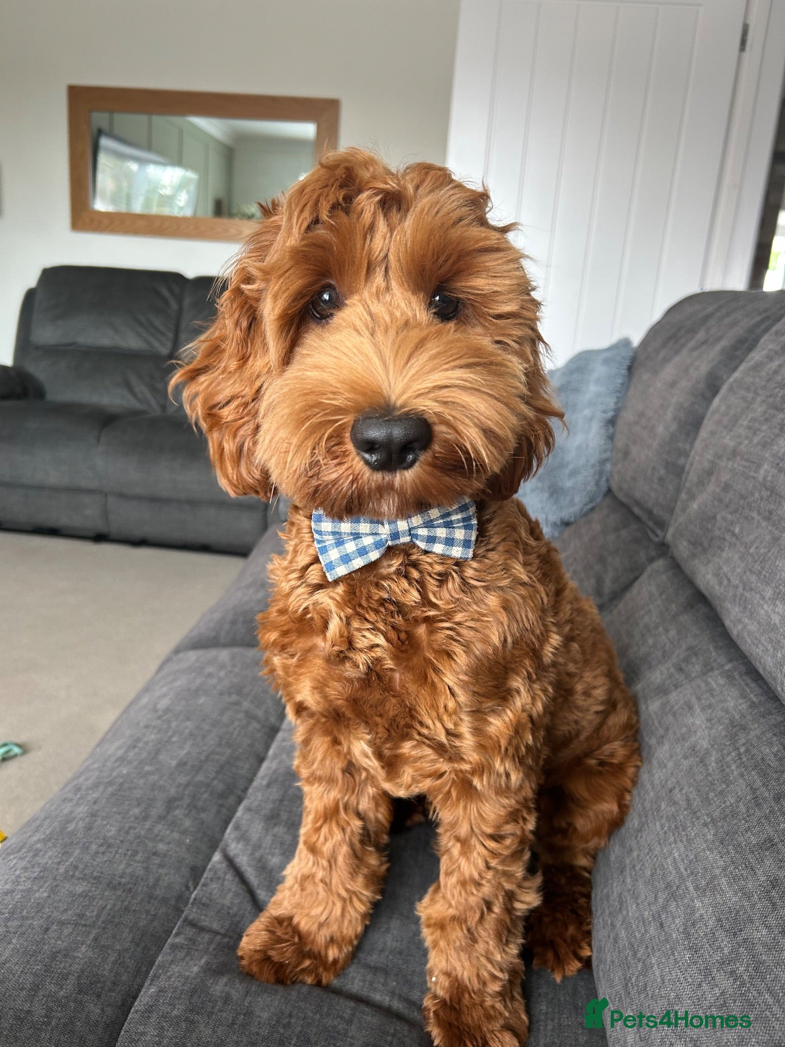 Cockapoo dogs 8 Month Old Red Cockapoo - Advert 1