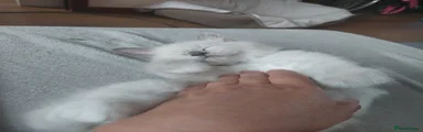 Ragdoll 2