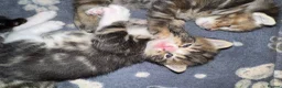 Mixed Breed cats for sale:  Beautiful half Maine coon kittens  - Advert 7
