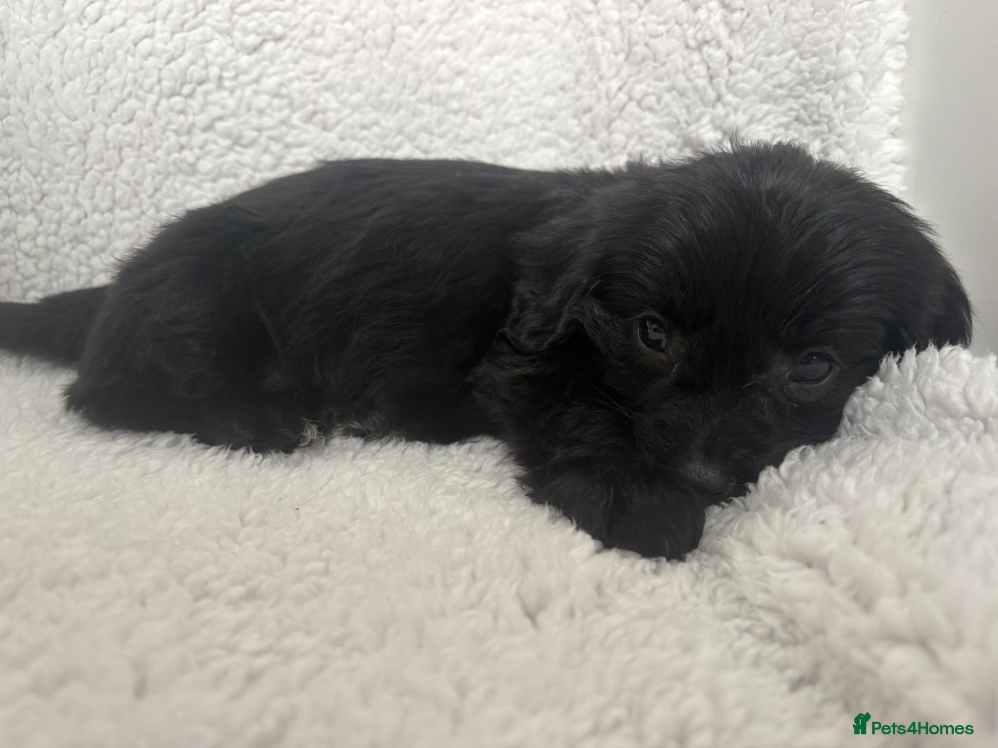 Mixed Breed dogs Pomeranian hybrid pups  - Advert 1