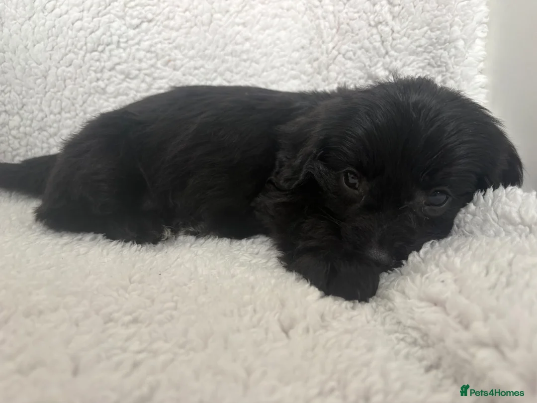 Mixed Breed dogs for sale: Pomeranian hybrid pups  - Advert 1
