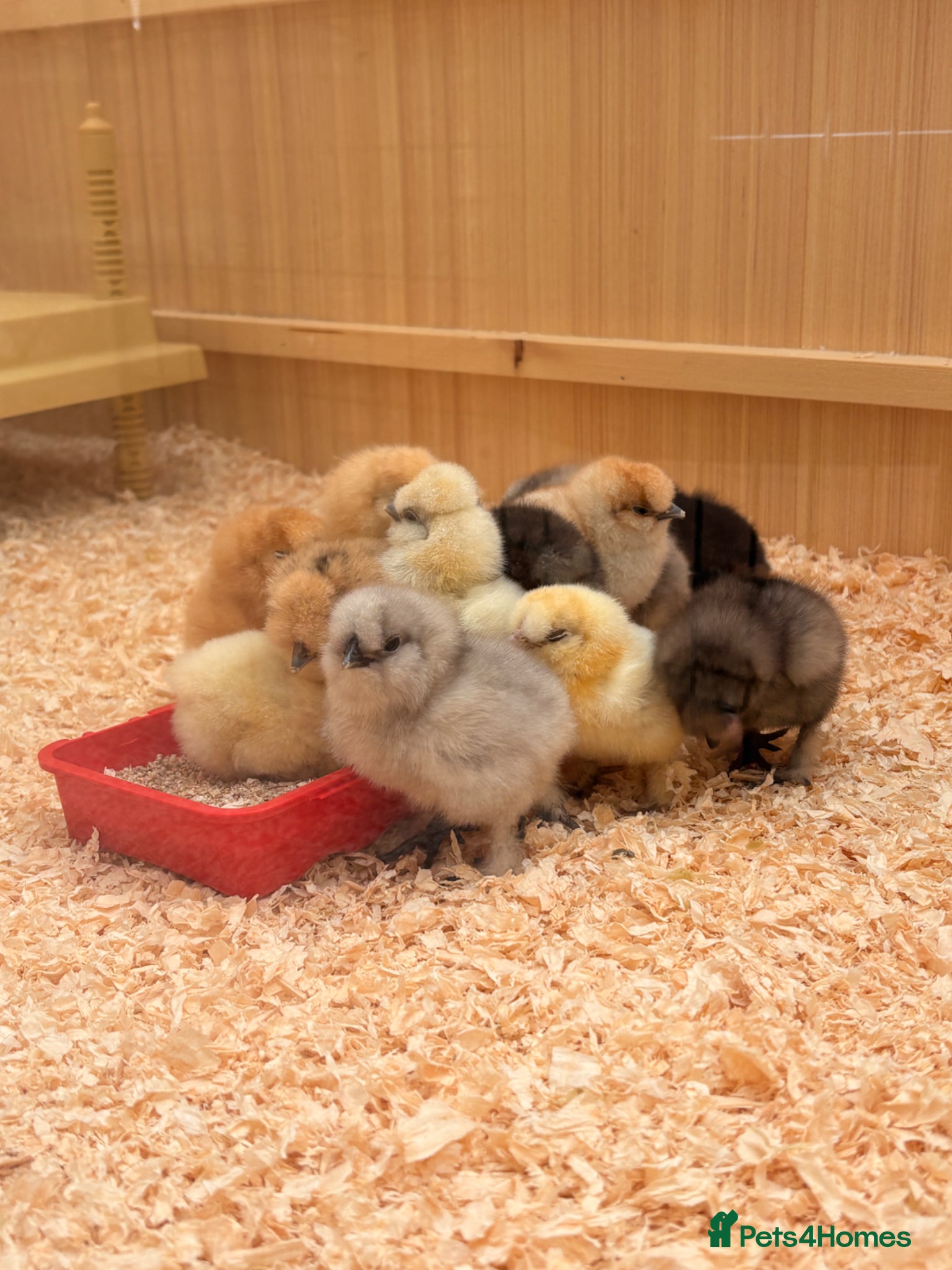 Chickens poultry Silkie chicks  - Advert 1