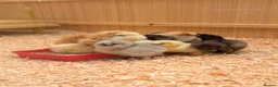 Chickens poultry for sale: Silkie chicks  in Wisbech - Advert 1