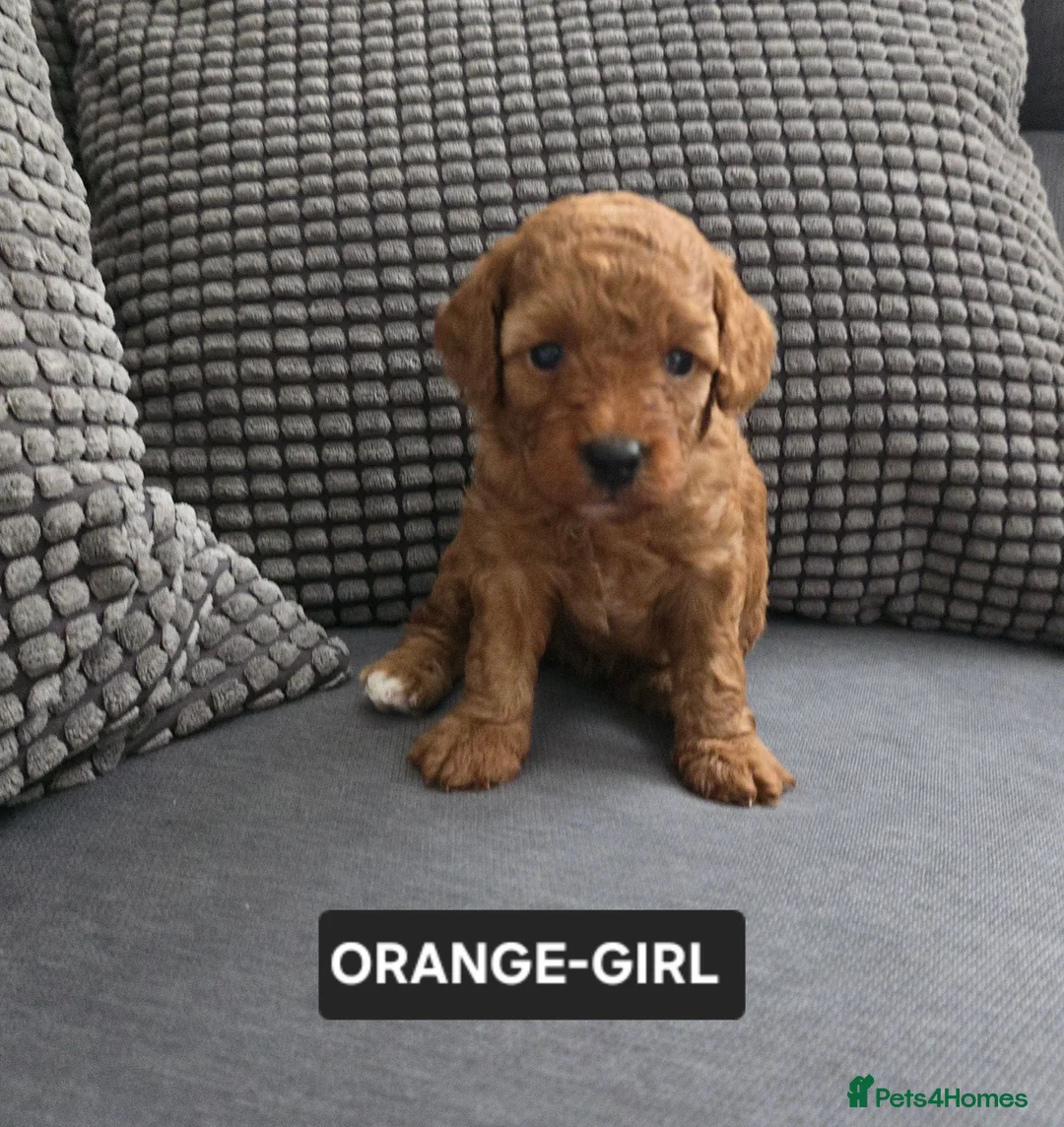 Toy Poodle dogs for sale: STUNNING RED KC TOY POODLE 🤩🐶 - Advert 35