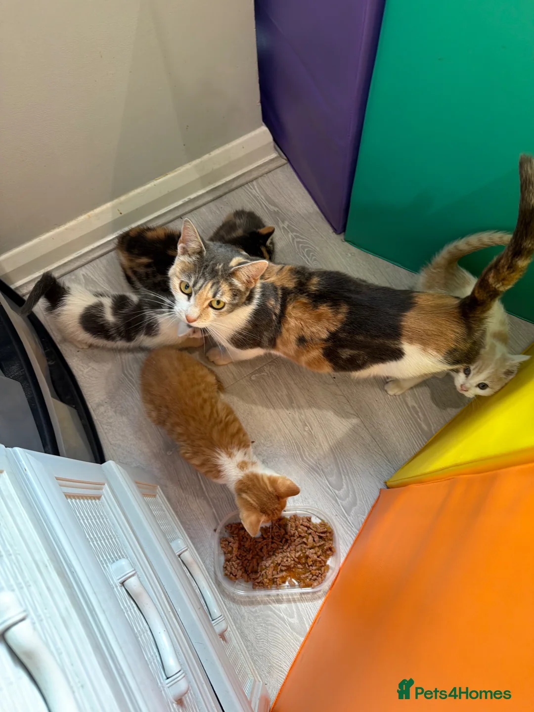 Mixed Breed cats for sale: 4 STUNNING KITTENS READY FOR A LOVING HOME - Advert 2