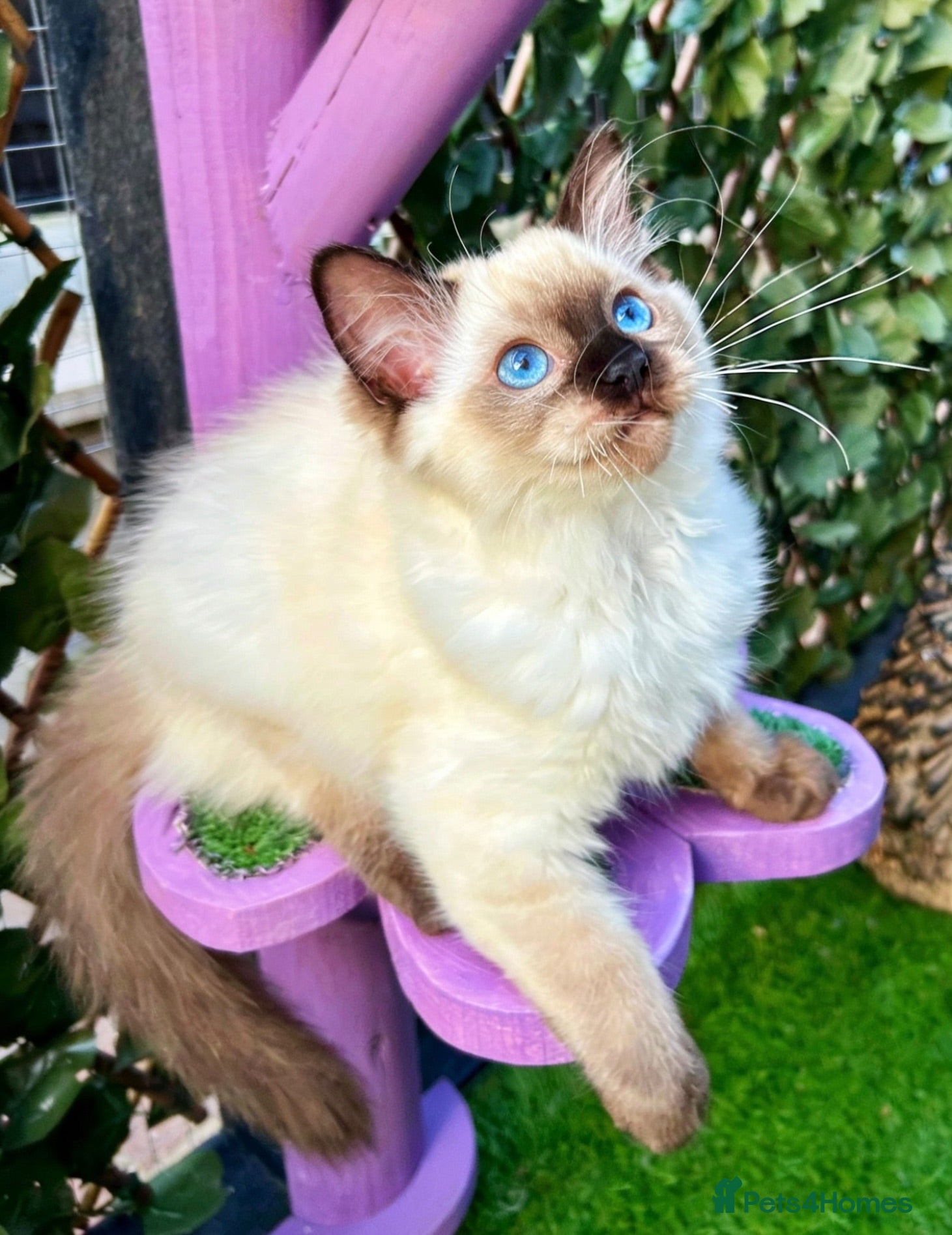 Ragdoll cats Seal colourpoint Ragdoll  - Advert 6