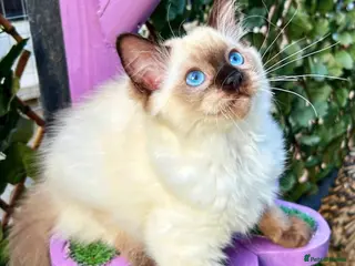 Ragdoll cats Seal colourpoint Ragdoll - Advert 3