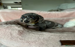 Dachshund dogs for sale: 2 beautiful  girls dachshund puppies available  - Image 11