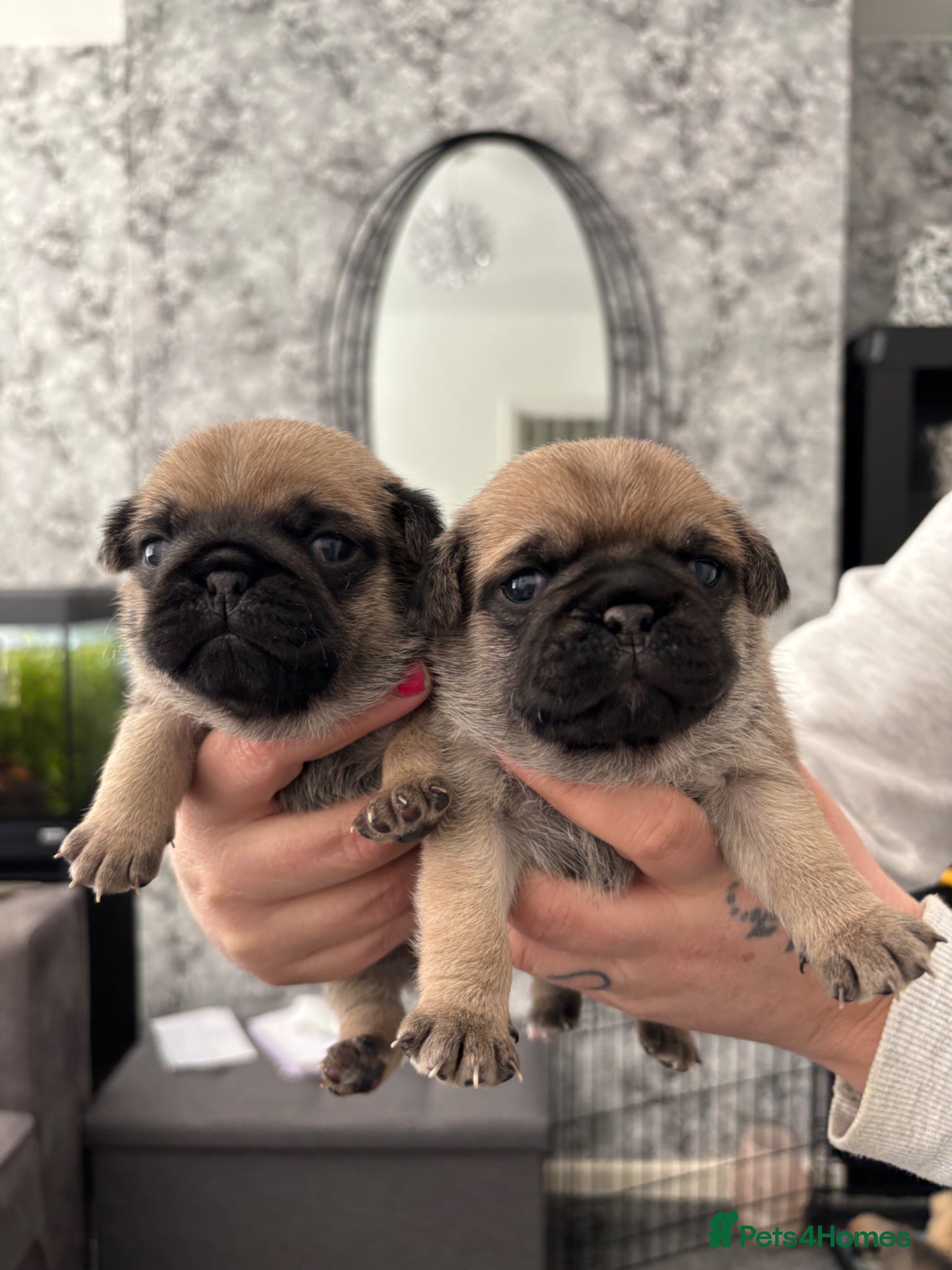 Pug dogs 3 beautiful pug puppy’s for sale - Advert 1