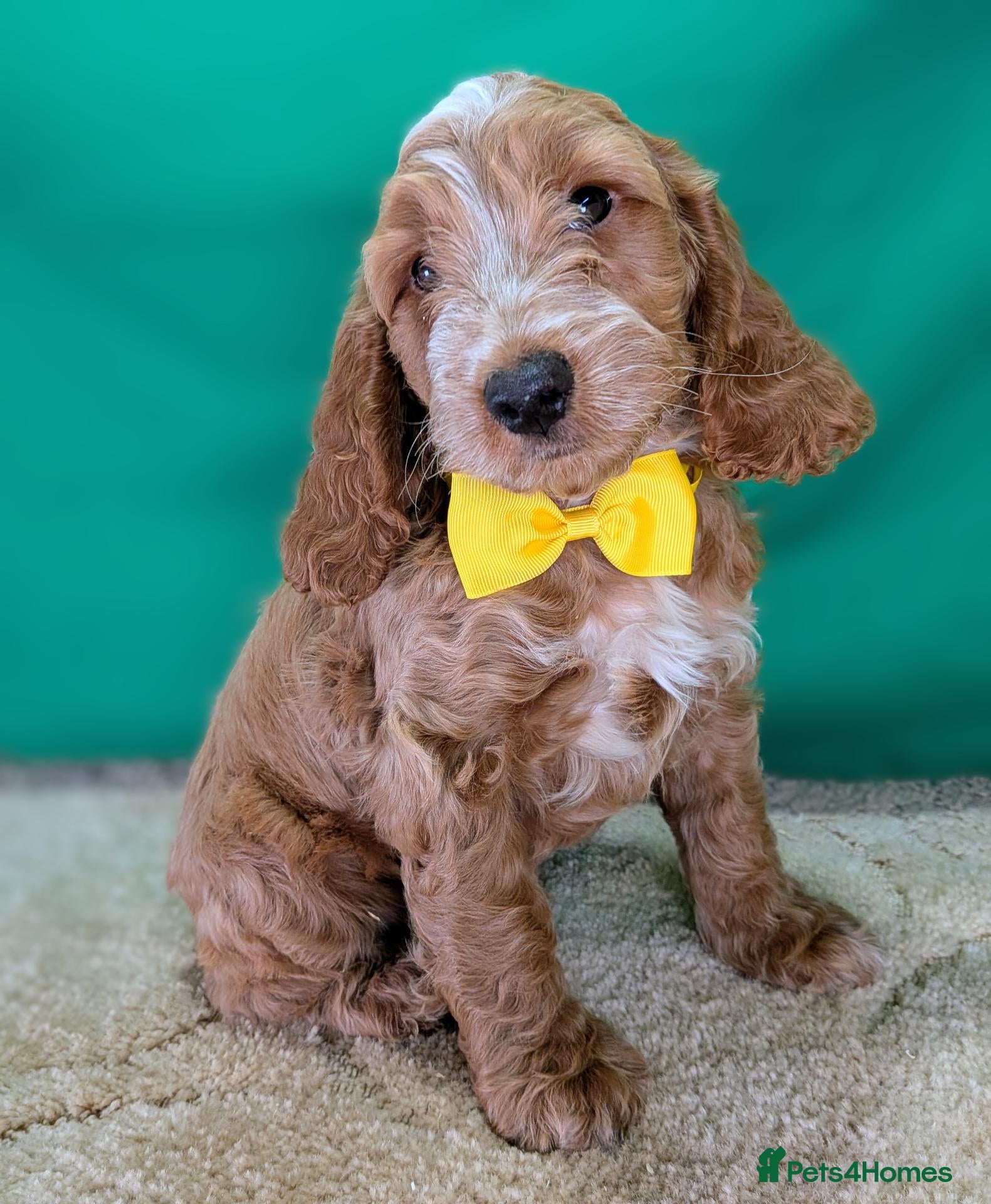 Cockapoo dogs Gorgeous F1 Cockapoo Puppies  - Advert 13