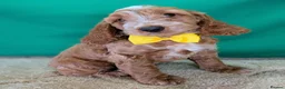 Cockapoo dogs for sale: Gorgeous F1 Cockapoo Puppies  - Advert 2