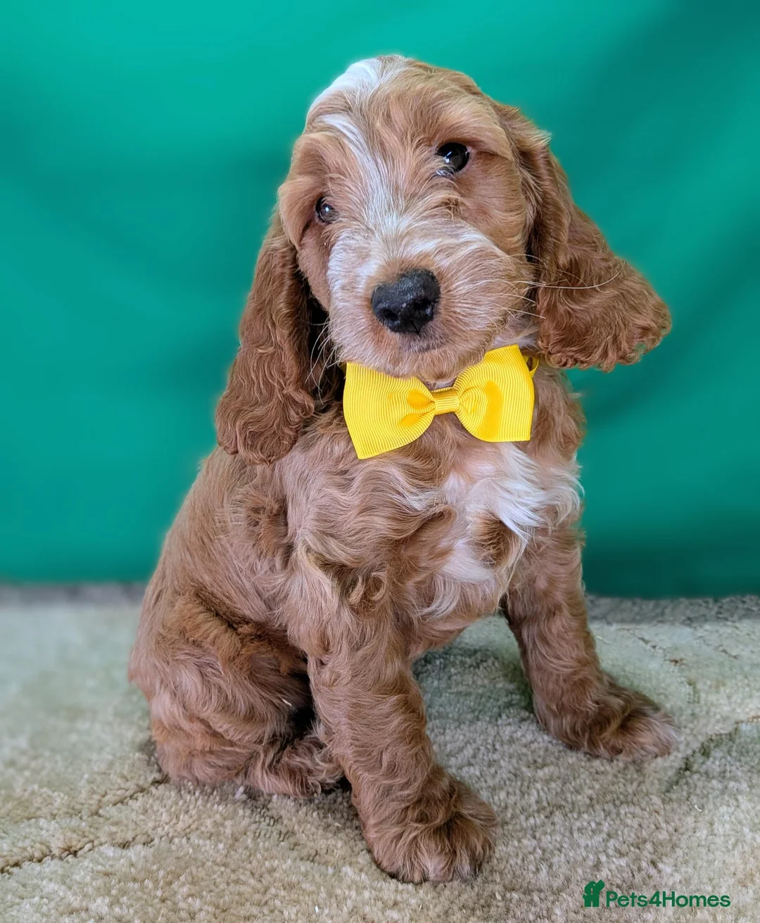 Cockapoo dogs for sale: Gorgeous F1 Cockapoo Puppies  - Advert 2