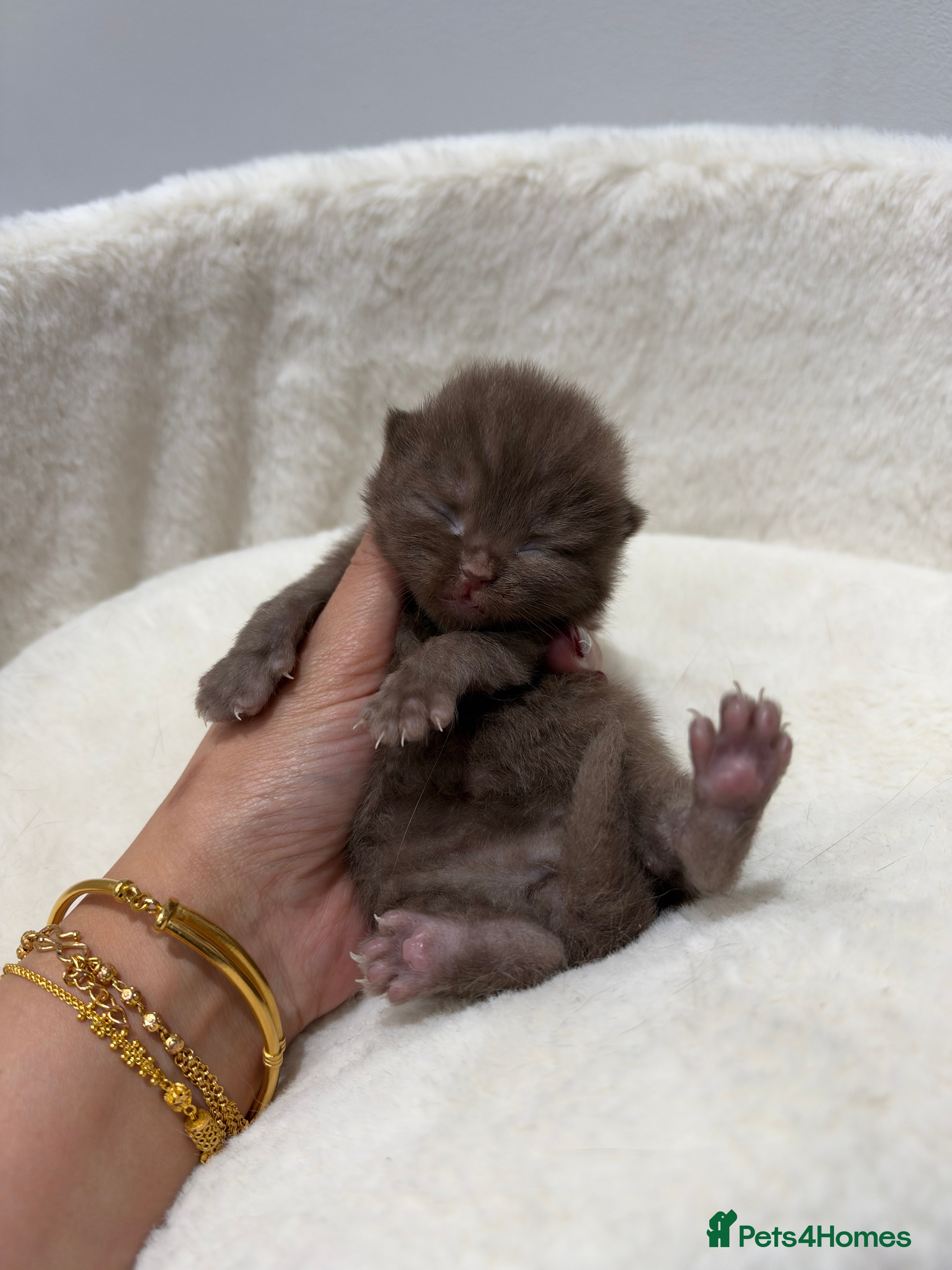 British Shorthair cats Active 🐾 Cinnamon BSH Kittens – 2 Girls & 1 Boy  - Advert 2