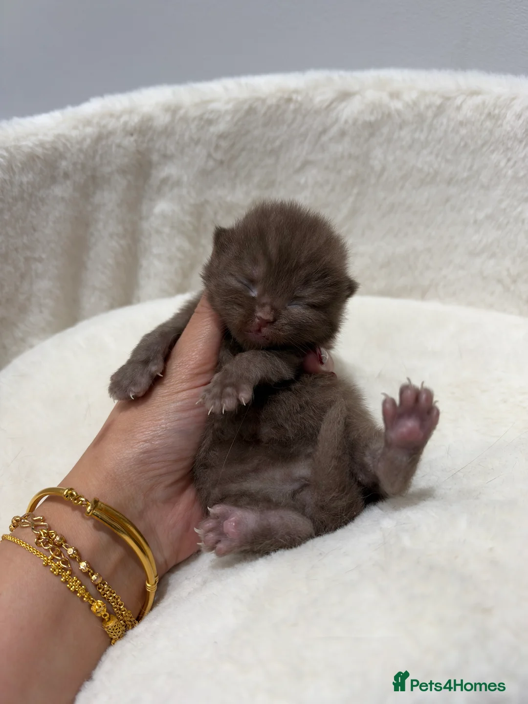 British Shorthair cats for sale: Active 🐾 Cinnamon BSH Kittens – 2 Girls & 1 Boy  - Advert 2