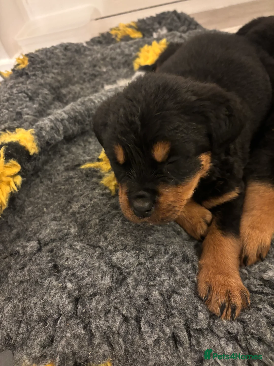 Rottweiler dogs for sale: 🐾🐶 beautifulRottweiler puppies 3 Girls Left🐶🐾 - Advert 17