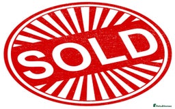 Siberian cats for sale: 4 1/2 year old Retired Queen - Image 9