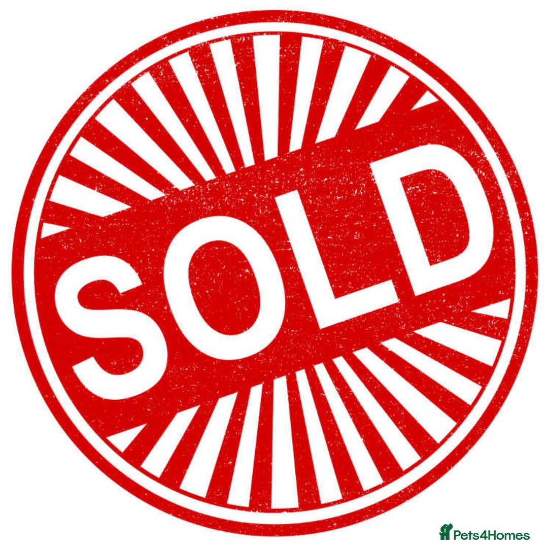 Siberian cats for sale: 4 1/2 year old Retired Queen - Image 9