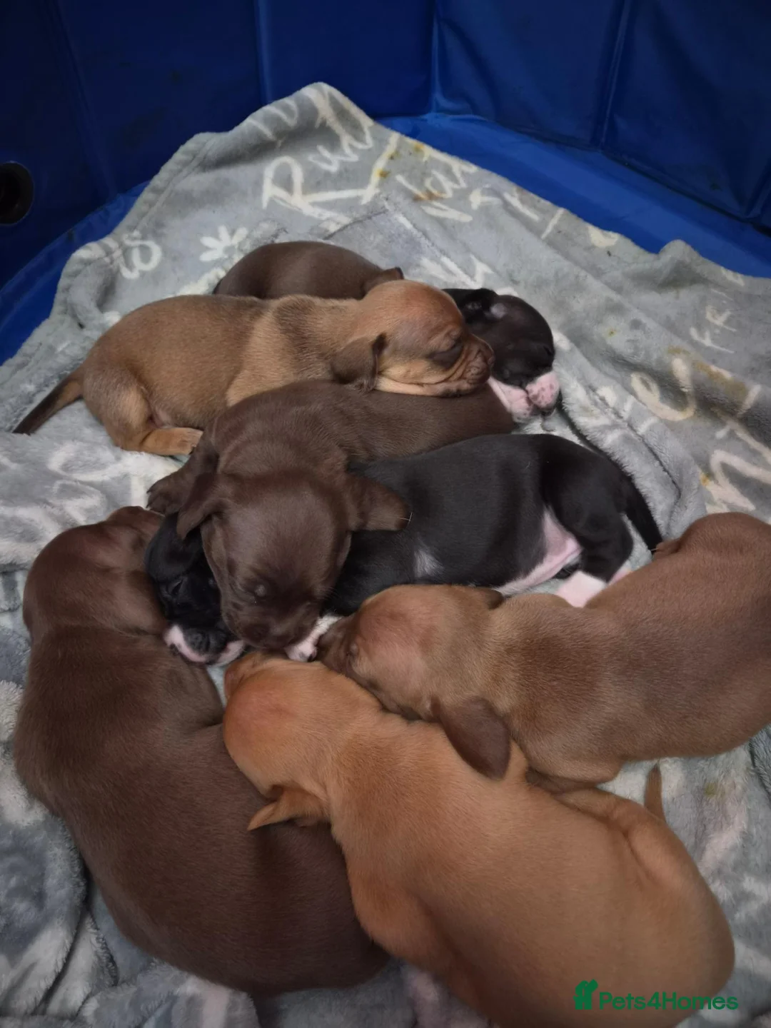 Mixed Breed dogs for sale: Pug x spaniel pups  - Advert 2