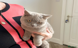 British Shorthair cats for sale: Fawn PKD Clear Active GCCF Reg Male - Advert 7
