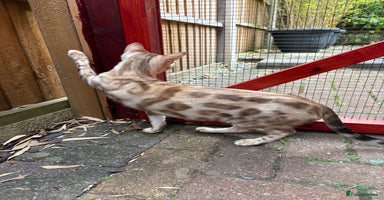 Bengal cats - Advert 2