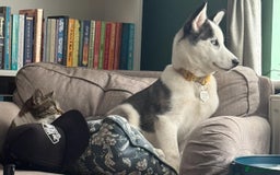 Siberian Husky dogs for sale: Siberian Husky Female - 4 months - Image 2