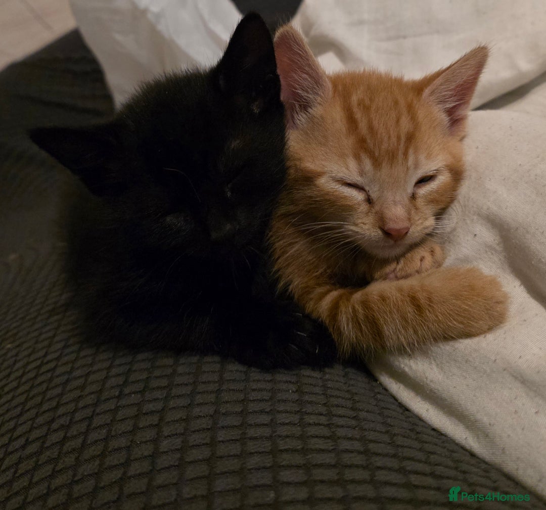 Mixed Breed cats for sale: 9 beautiful kittens - Advert 4