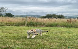 Saarloos Wolfdog dogs for sale: Rare Wolfdog Pups - Socialised & Highly Trainable - Image 29