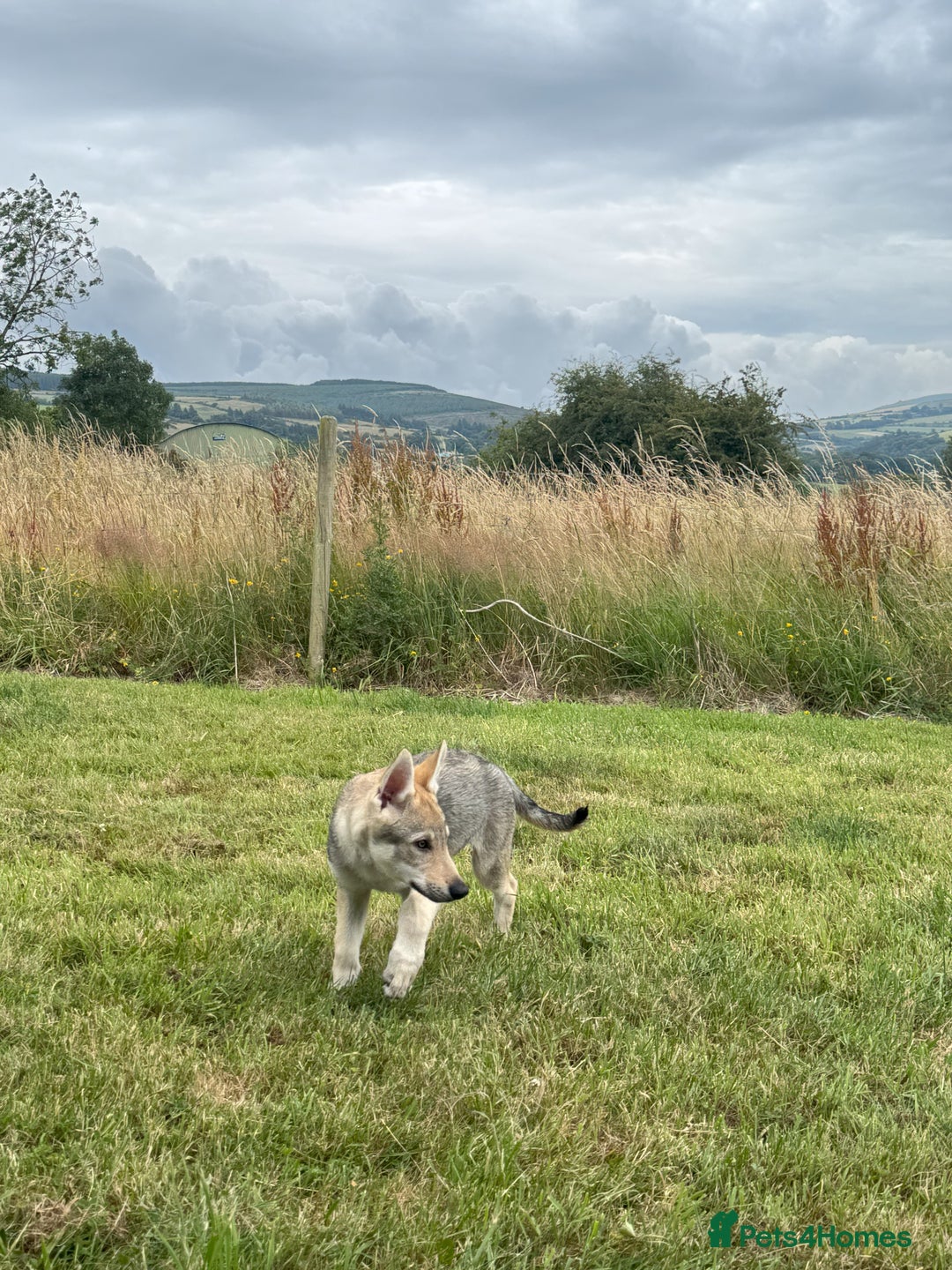 Saarloos Wolfdog dogs for sale: Rare Wolfdog Pups - Socialised & Highly Trainable - Image 29