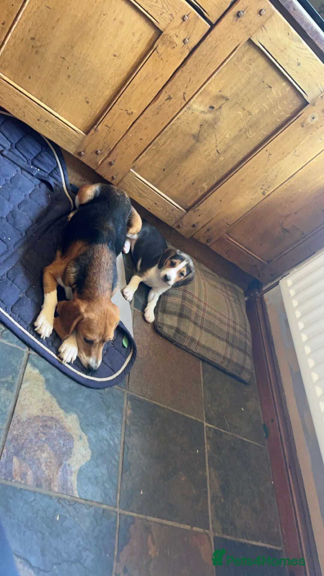 Beagle dogs for sale: Stunning beagles  - Image 4