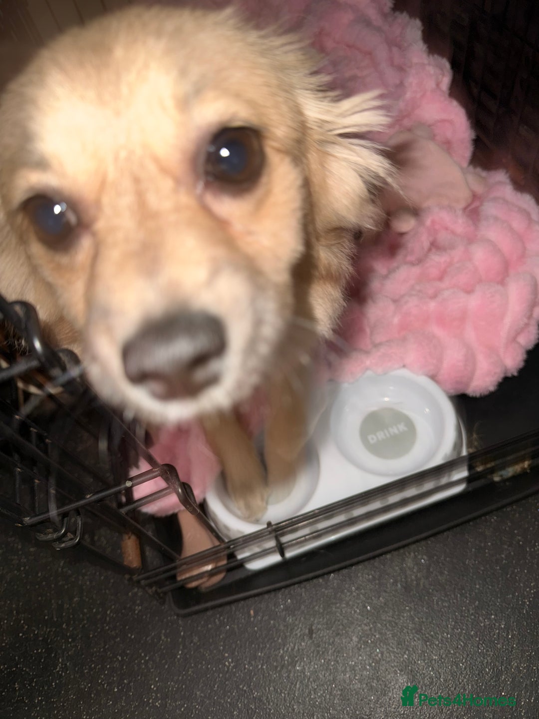 Pomchi dogs for sale: Gorgeous Pomchi Girl Available 6 months Old  - Advert 3