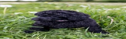 Standard Poodle dogs for sale: The Magnificent Seven Standard Poodle Puppies - Advert 7