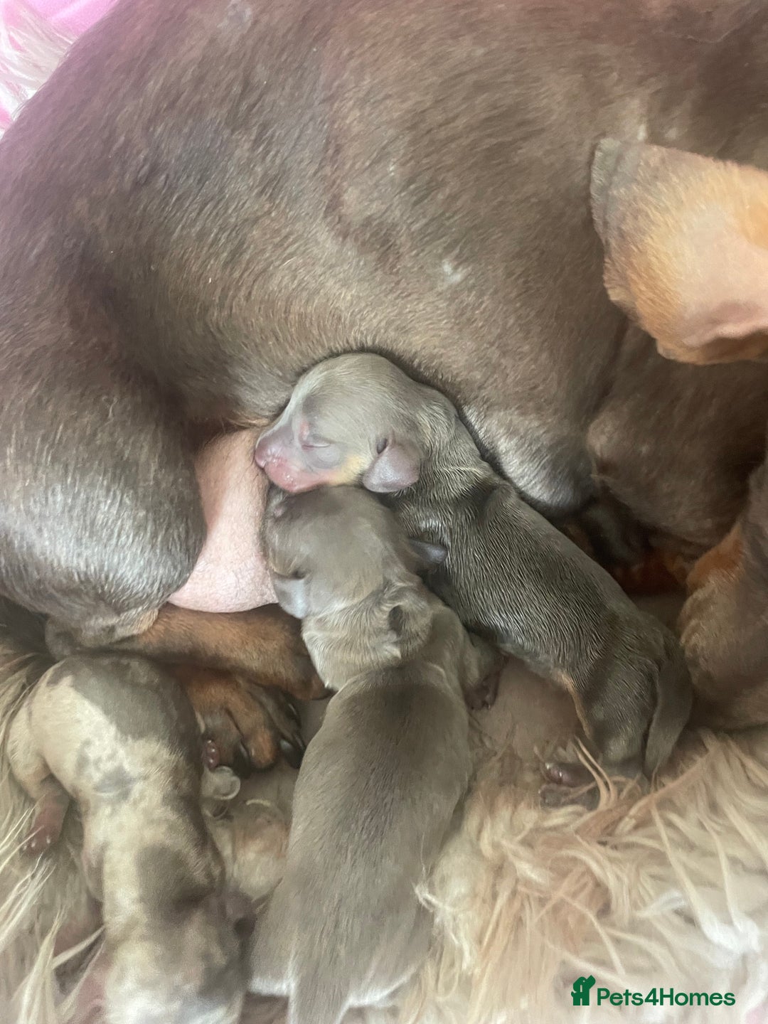 Dachshund dogs for sale: Miniature dachshund  - Advert 2