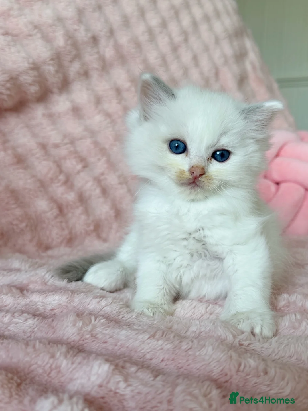 Ragdoll cats for sale: ✨ Exceptional Ragdoll Kittens Ready to Reserve ✨ - Advert 24