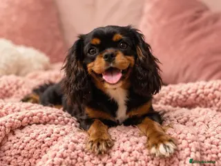 Cavalier King Charles Spaniel dogs Beautiful litter of cavalier pups ready now 💕 - Advert 2