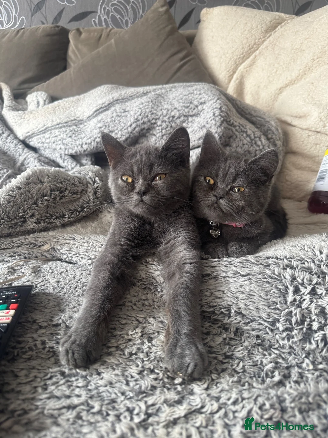 Persian cats for sale: 2 British blue persian kittens for sale  - Advert 2