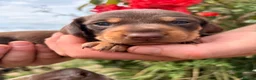 Miniature Dachshund dogs for sale: One female available 🏡 ready to leave  - Advert 14