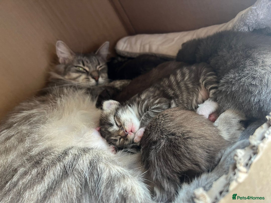Maine Coon cats for sale: X Maine coon kits - Image 3