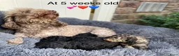 Toy Poodle dogs for sale: 3 Pedigree TOY POODLE GIRLS -ready now in Cheshire - Advert 8