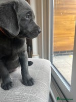 Labrador Retriever dogs - Advert 10