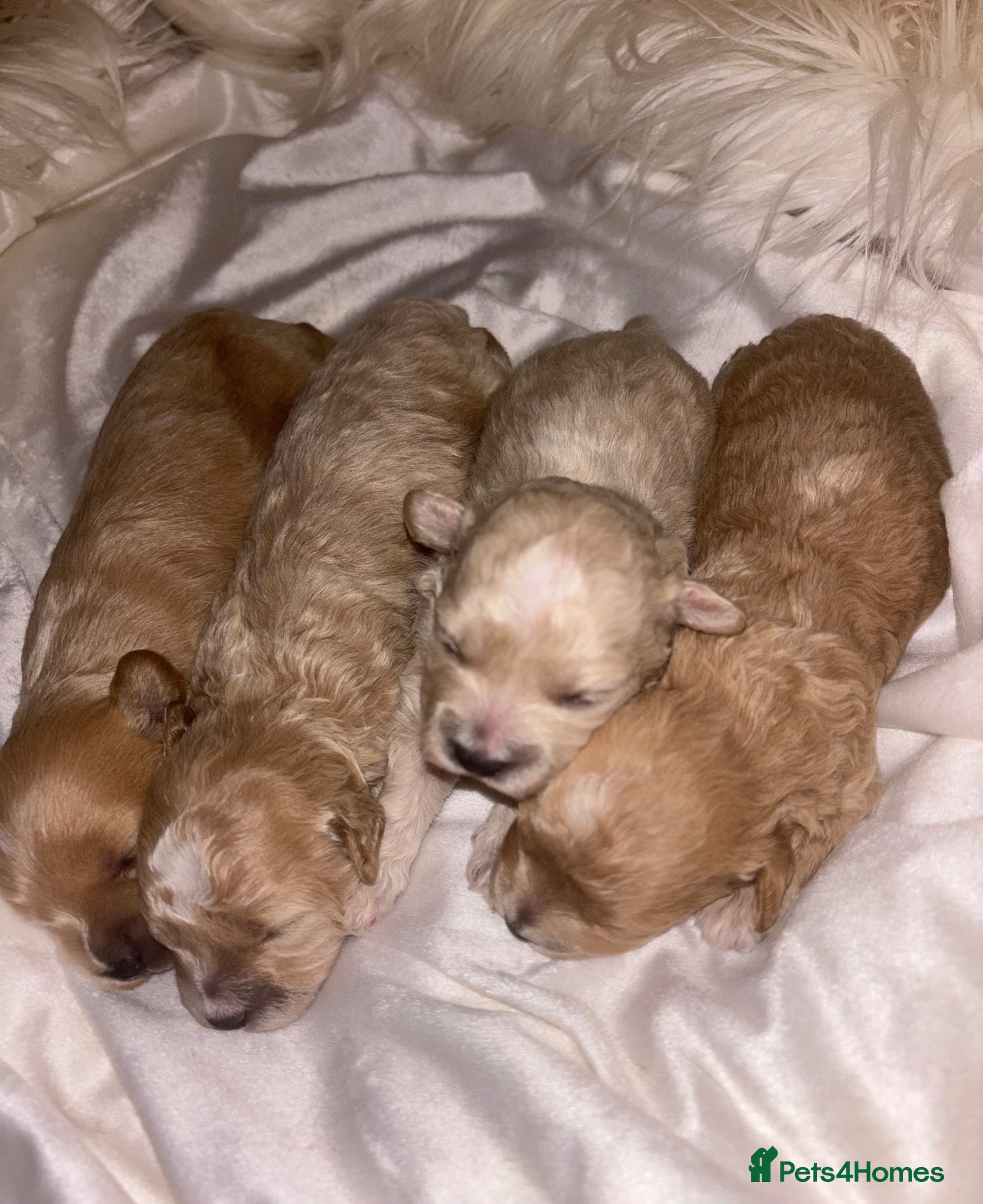 Maltipoo dogs Tiny miracle maltipoo  - Advert 7